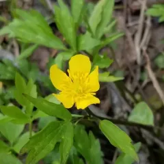 Hispid Buttercup thumbnail 1