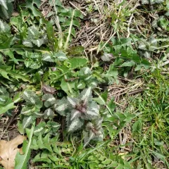 Spotted deadnettle thumbnail 1