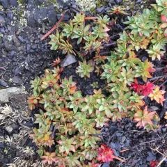 Cliff Douglasia thumbnail 2