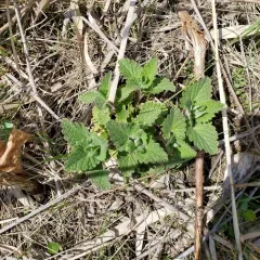 Catnip thumbnail 1