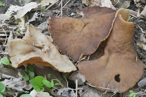 Veined Cup