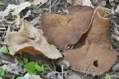 Veined Cup thumbnail 1
