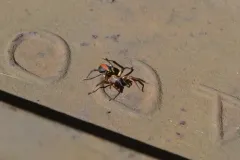 Castianeira thalia thumbnail 2