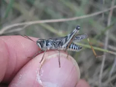 Yukon Grasshopper thumbnail 2