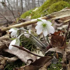 sharp-lobed hepatica thumbnail 2