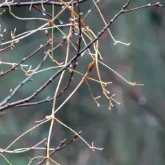 Neolasioptera clematidis thumbnail 2