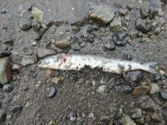 Eulachon thumbnail 2