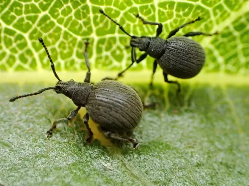 Omias saccatus