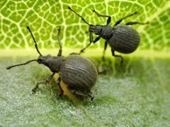 Omias saccatus thumbnail 1