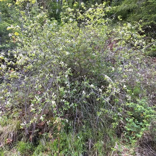 redstem ceanothus