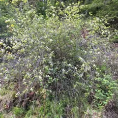 redstem ceanothus thumbnail 1