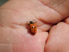 Knab's Leaf Beetle thumbnail 4