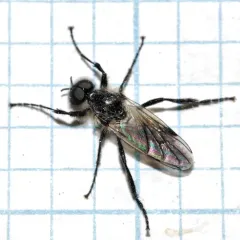 White-winged March Fly thumbnail 3