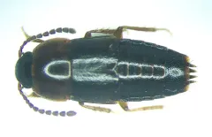 Tachinus addendus thumbnail 3