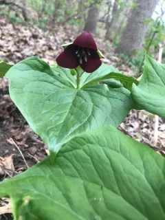 southern red trillium thumbnail 3
