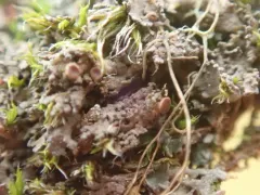 Rockmoss Rosette Lichen thumbnail 1