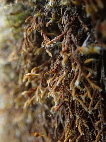 California Pseudobraunia Moss