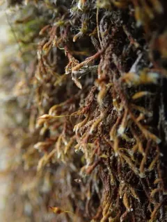 California Pseudobraunia Moss thumbnail 1