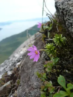 Wedge-leaf Primrose thumbnail 3
