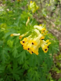 Noble Corydalis thumbnail 2