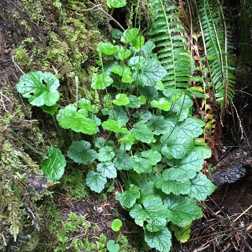 coastal miterwort