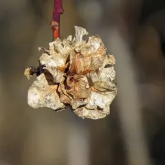 Willow Rose Gall Midge thumbnail 3