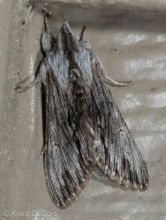 Streaked Hooded Owlet Moth thumbnail 2