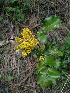 Piper's Oregon-grape thumbnail 2