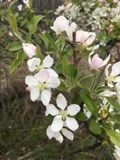 Pear-leaf Crabapple thumbnail 2