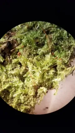 Herzogiella turfacea thumbnail 2