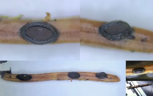 Lophodermium piceae