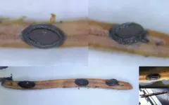 Lophodermium piceae thumbnail 1