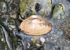 California Softshell thumbnail 4