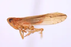 Stenocranus felti thumbnail 1
