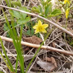 Appalachian barren-strawberry thumbnail 3