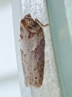 Acleris busckana thumbnail 2