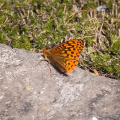 Hydaspe Fritillary thumbnail 2