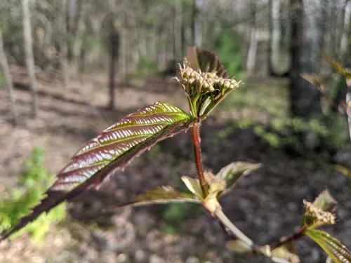 tea viburnum