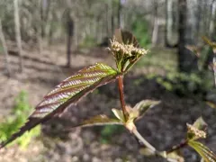 tea viburnum thumbnail 1