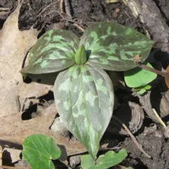 prairie trillium thumbnail 2