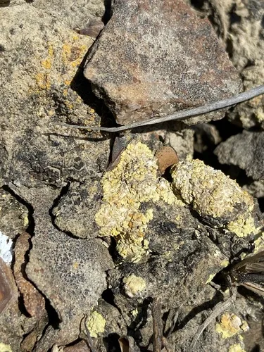 Creeping Sulphur Lichen
