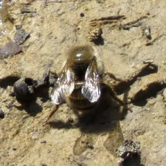 Horn-faced Mason Bee thumbnail 2