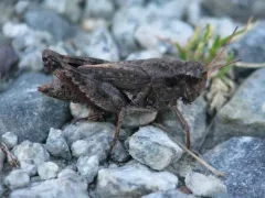 Huron Short-winged Locust thumbnail 2