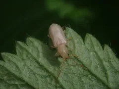 Syneta albida thumbnail 1