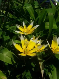 Late Tulip thumbnail 1