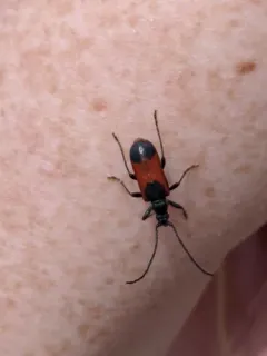 Neanthophylax mirificus thumbnail 3