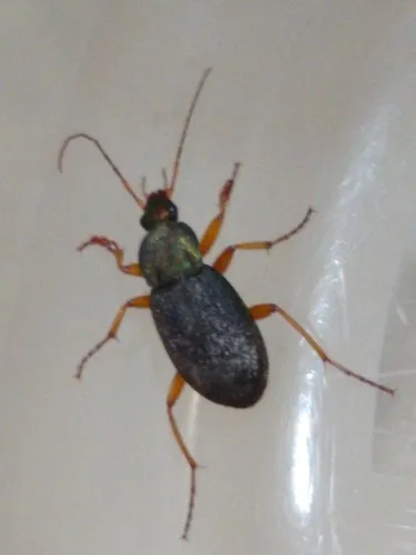 Summer Harp Ground Beetle