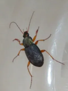 Summer Harp Ground Beetle thumbnail 1