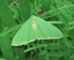 Nemoria glaucomarginaria thumbnail 1
