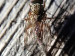 Eutrichota affinis thumbnail 4